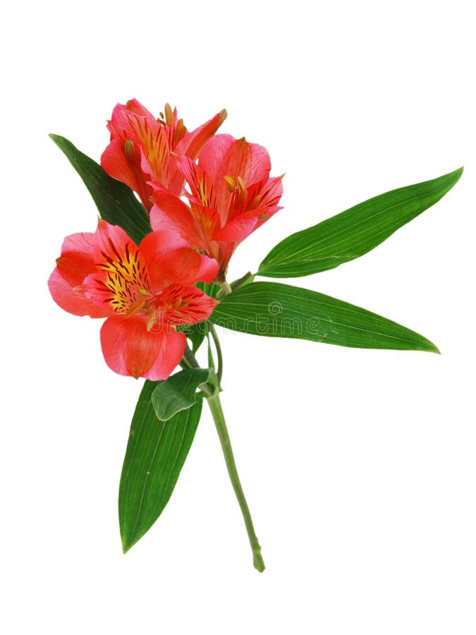 Red alstroemeria lily royalty free stock photos