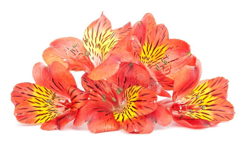 Red Alstroemeria Lily isolated on white