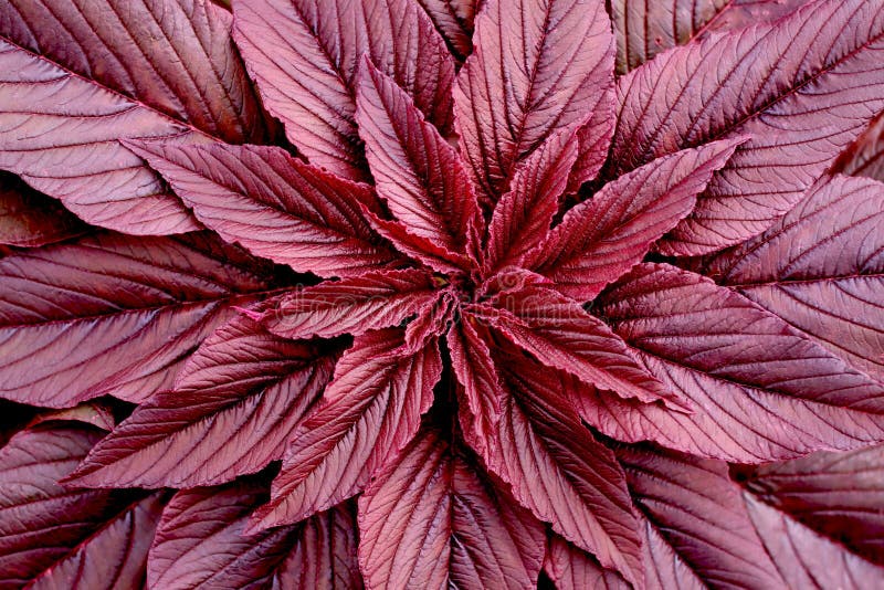 red amaranth seedling red amaranth seedling