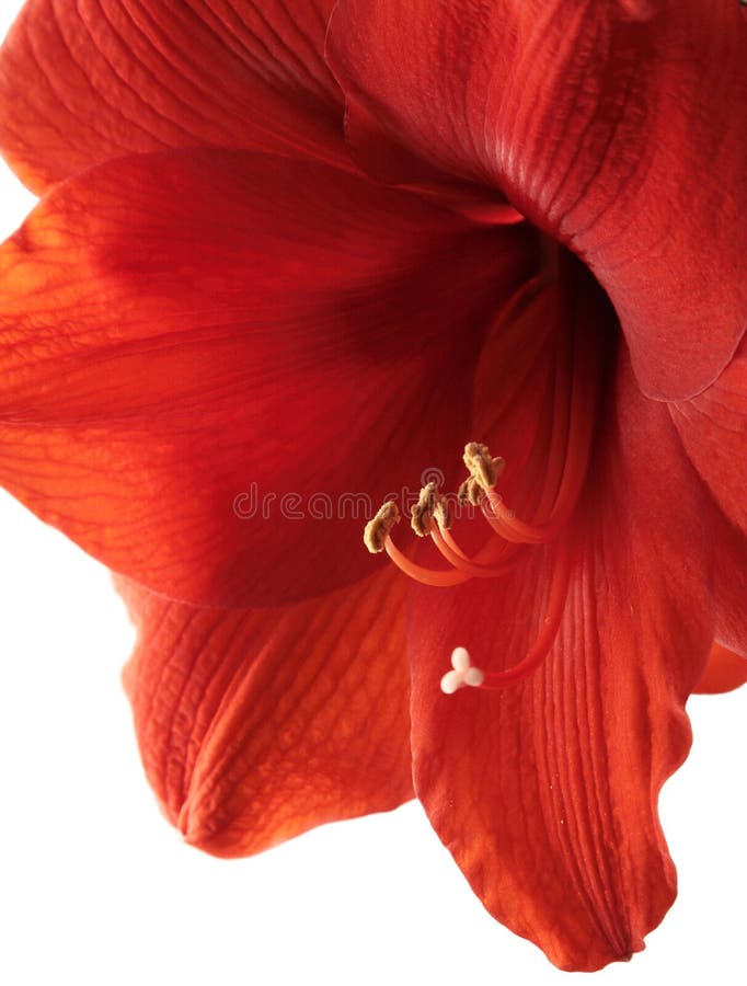 Red Amaryllis Christmas Flower Stock Photo Image of beautiful, close
