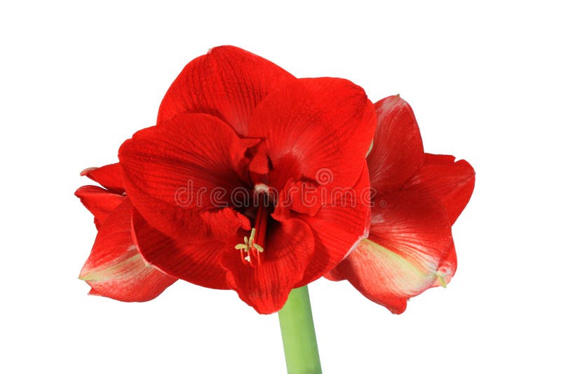 Red amaryllis flower