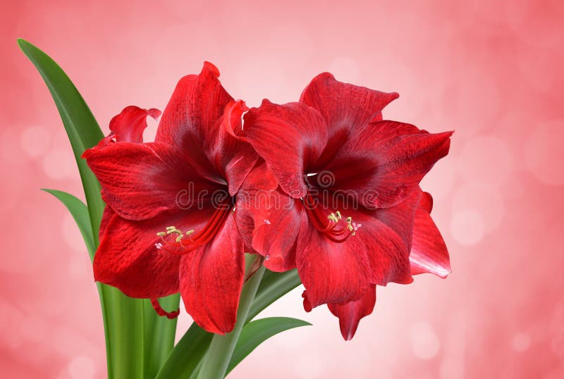 Red Amaryllis flower.