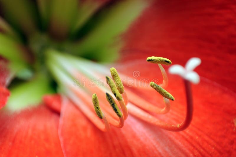 Red amaryllis flower macro