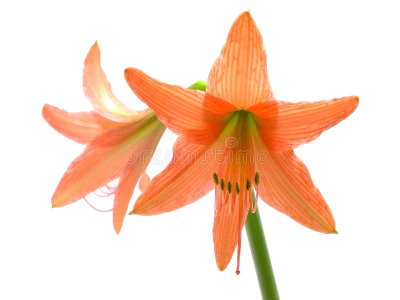 Red amaryllis flower on white background