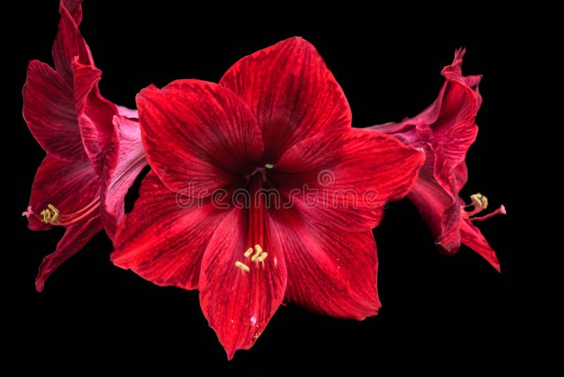 Red Amaryllis Flowers in Full Bloom on Black Background Stock Photo ...