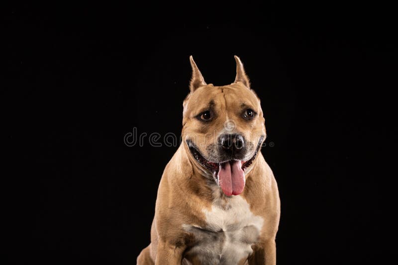 Red American pit bull terrier.