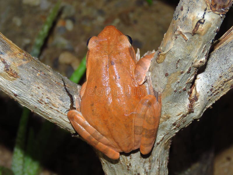 The Red Amphibian Frog is on a Small Stick. Stock Photo - Image of water,  frog: 108891754