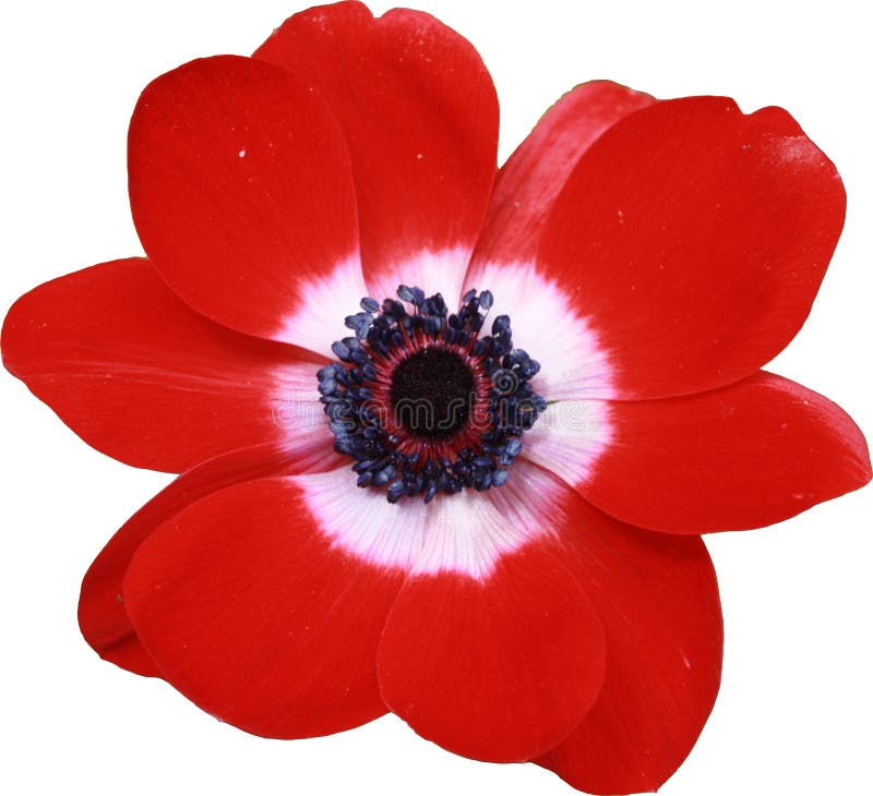Red Anemone Flower Macro stock photo. Image of bright 13277518