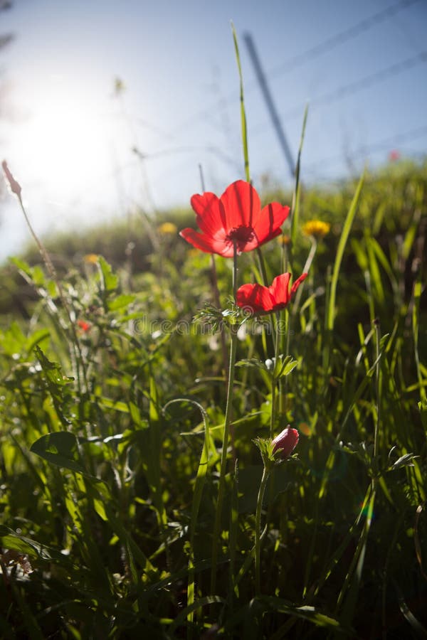 Red Anemone stock photo. Image of flowers, botanic, blue - 67140834