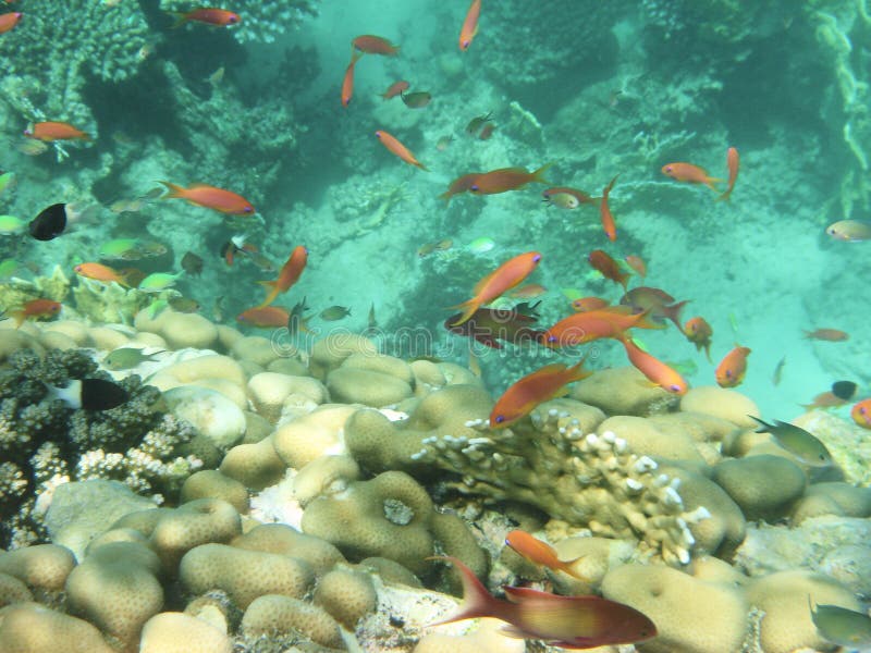 Red angelfish