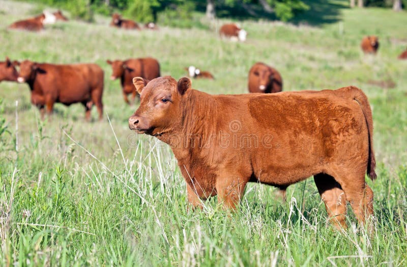 Red Angus bull calf