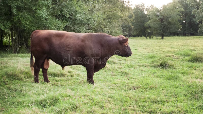 Red Angus Bull in a lush green pasture