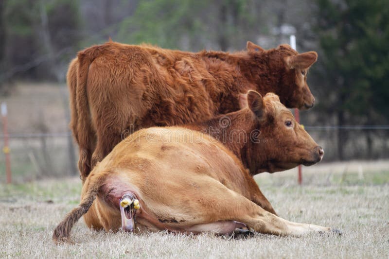 Cow Giving Birth Beginning Stages Stock Image Image Of Reproduction