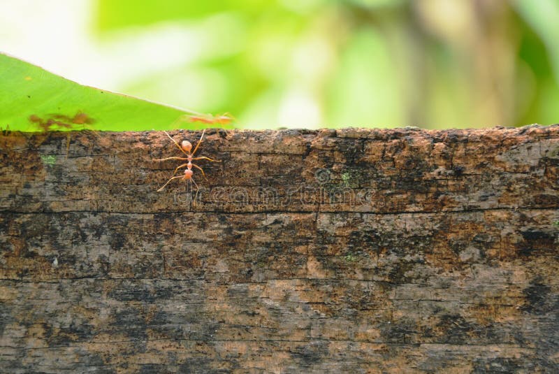 138 Ant Border Stock Photos Free & RoyaltyFree Stock Photos from