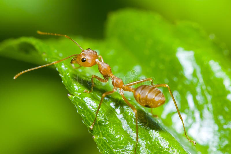 Red ant on green leaf