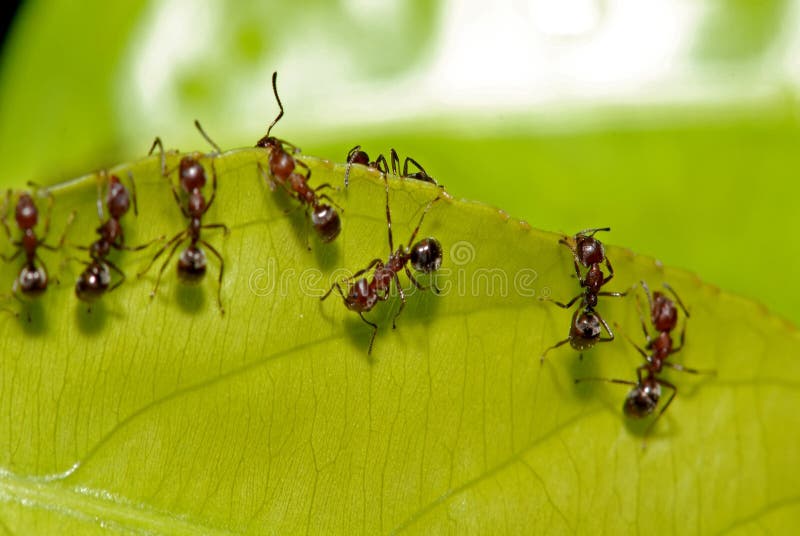 Red ant and green leaf