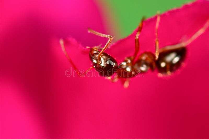 Red ant on a pink flower stock photo. Image of blue, double 57039732