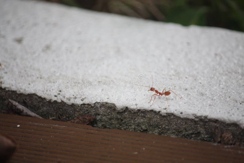 A Red Ant Standing on the White Concrete. Stock Image Image of sand