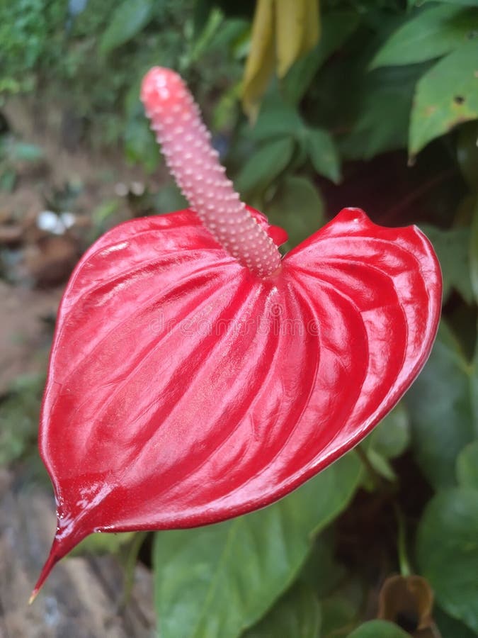 Red Anthurium Flowers in Sri Lanka Stock Photo Image of food