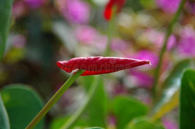 TÌNH YÊU CÂY CỎ ĐV.3 - Page 46 Red-anthurium-taiflower-beautiful-pictures-wildflowers-cute-charming-used-printing-packaging-product-marketing-thanks-121510843