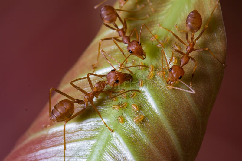 Red ants and aphids on leaf