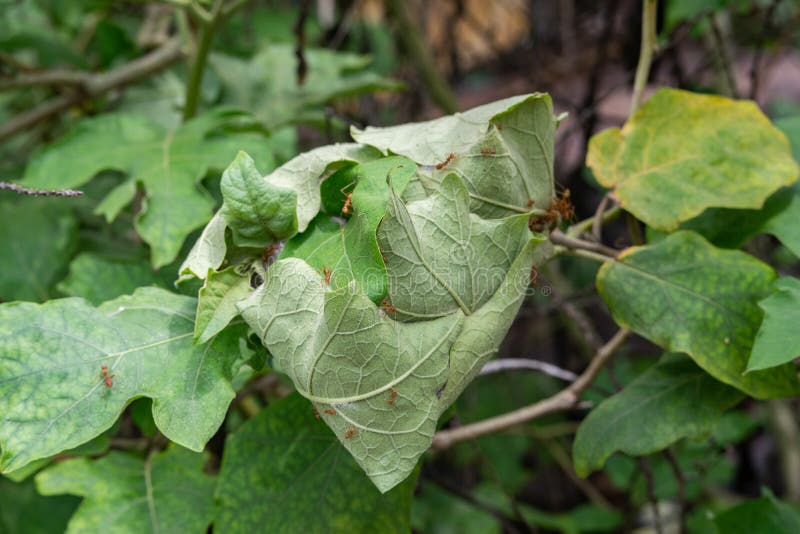 Red Ants Build Houses on Eggplant Trees Stock Image Image of closeup