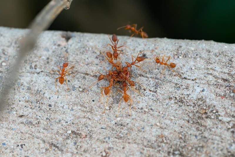 Red Ants Eating a Carcasses on Concrete Road Stock Photo Image of