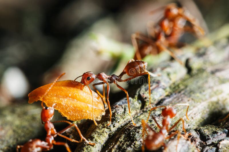 Wood Eating Ants stock photo. Image of wood, insects 32406506