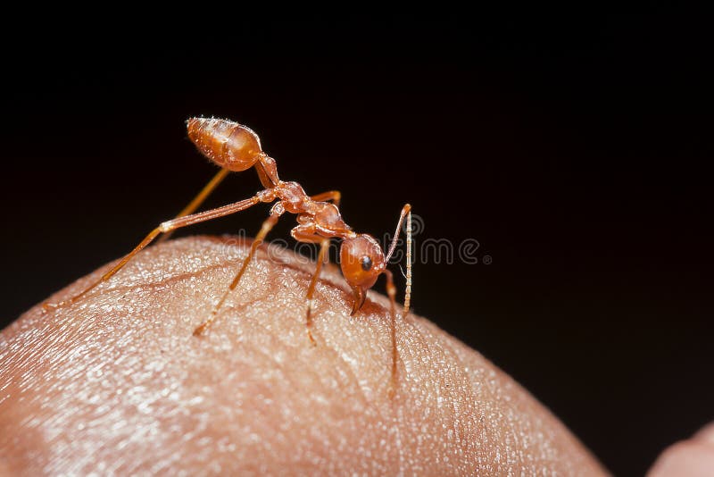 Strong jaws of red ant close-up фотография Stock Adobe Stock
