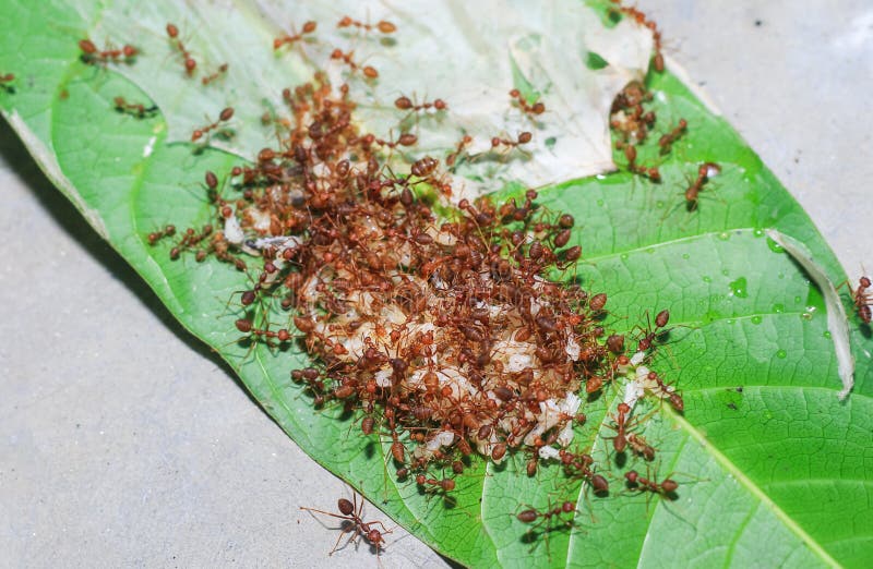 Red Ants Fire Ant, Solenopsis Geminate Helping Each Other Carry Grain