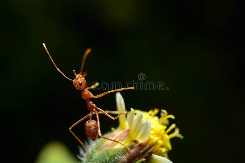 Red ants stock image. Image of isolated, leaf, closeup 102921205