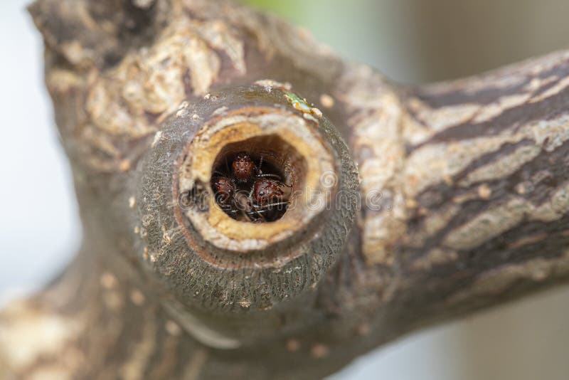 Red Ants Nesting and Hiding in a Hollow Tree Limb Stock Photo Image