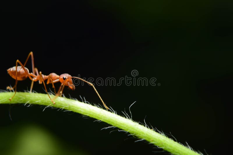 Red ants stock photo. Image of color, nature, macro 102921744
