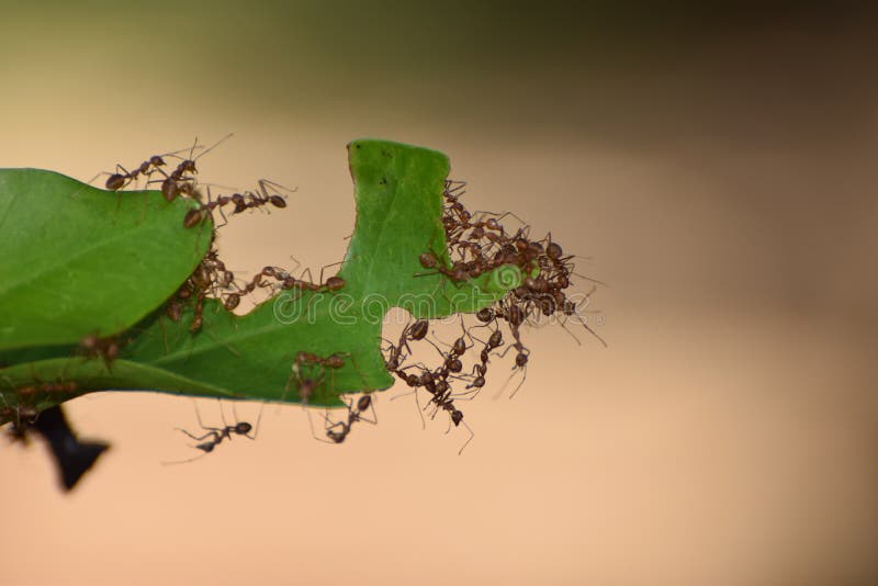 Red Ants in Srilanka Group Work Stock Image Image of srilanka, group