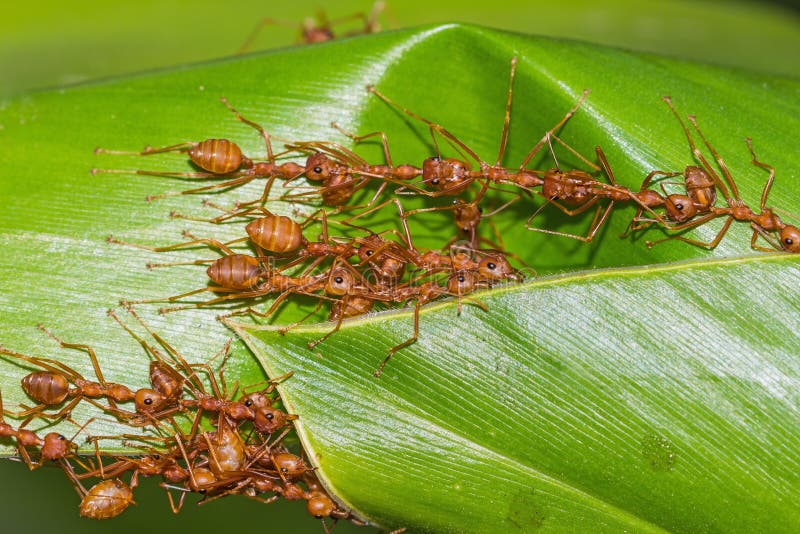 Red ants team work