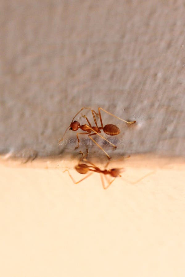 Red ants working for food stock image. Image of ants 210056227