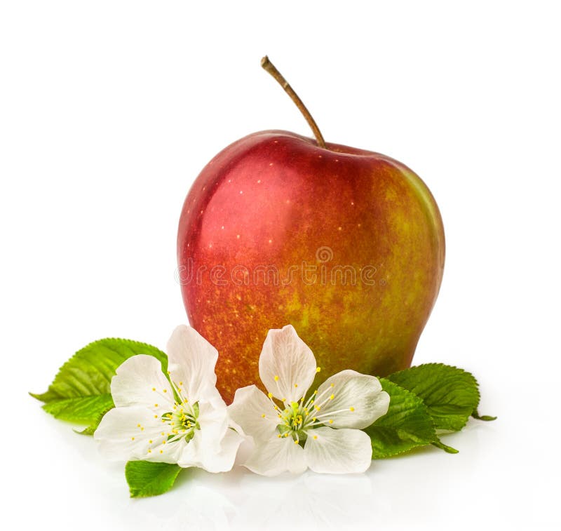 Red apple with blossom stock photo. Image of eating, isolated 40221734