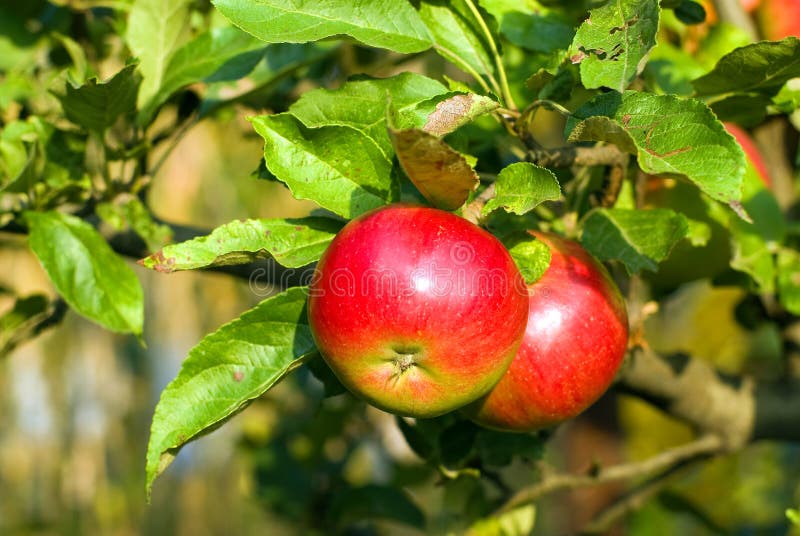 Red apple on branch with green leaf