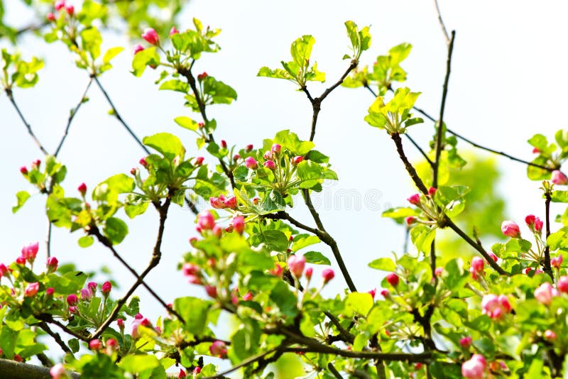 Red apple buds