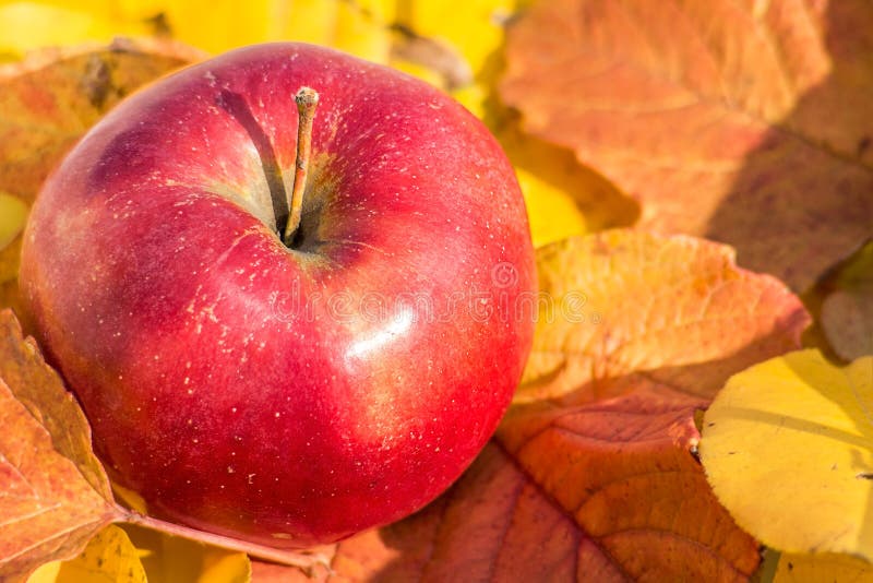 Red apple closeup on autumn leaves