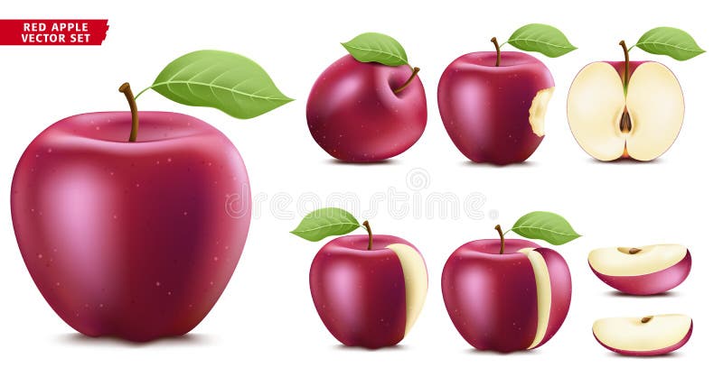 Red Apple Fruit Ripe Realistic 3D Food Vector Set. Whole Half and Sliced Version vector illustration