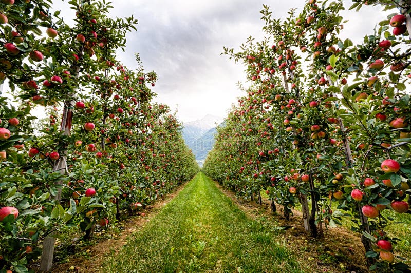 Red apple garden in Italy stock photo. Image of fresh 69779730