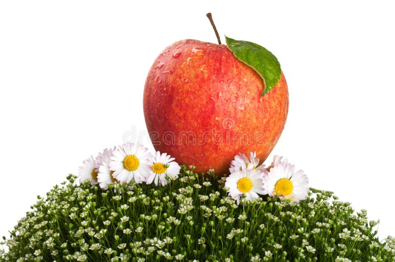 Red apple on green grass