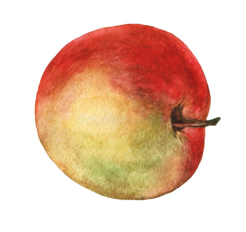 Red apple. Hand drawn watercolor painting