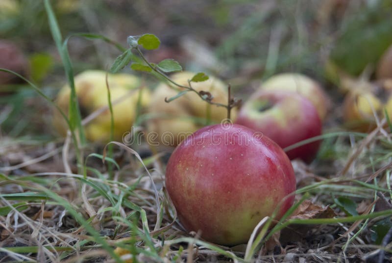 A red apple lies on the ground, in the grass