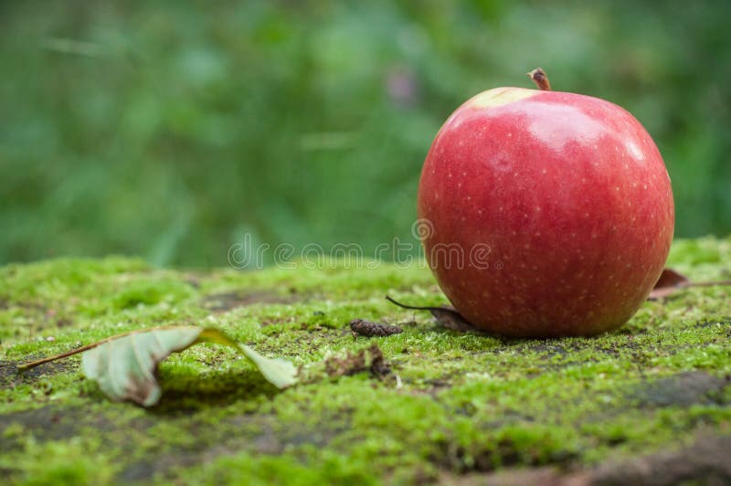 Red Apple on Moss in the Forest Stock Image Image of concept, young