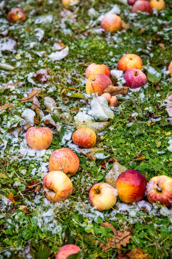 Red Apple in Snow and Grass Stock Image - Image of orchard, healthy ... Red Apple in Snow and Grass Stock Image - Image of orchard, healthy ...