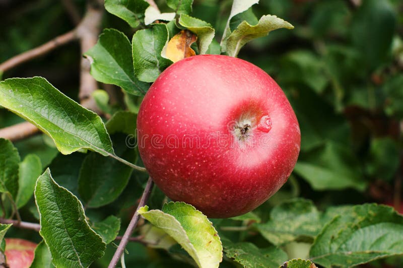 Red apple on a tree