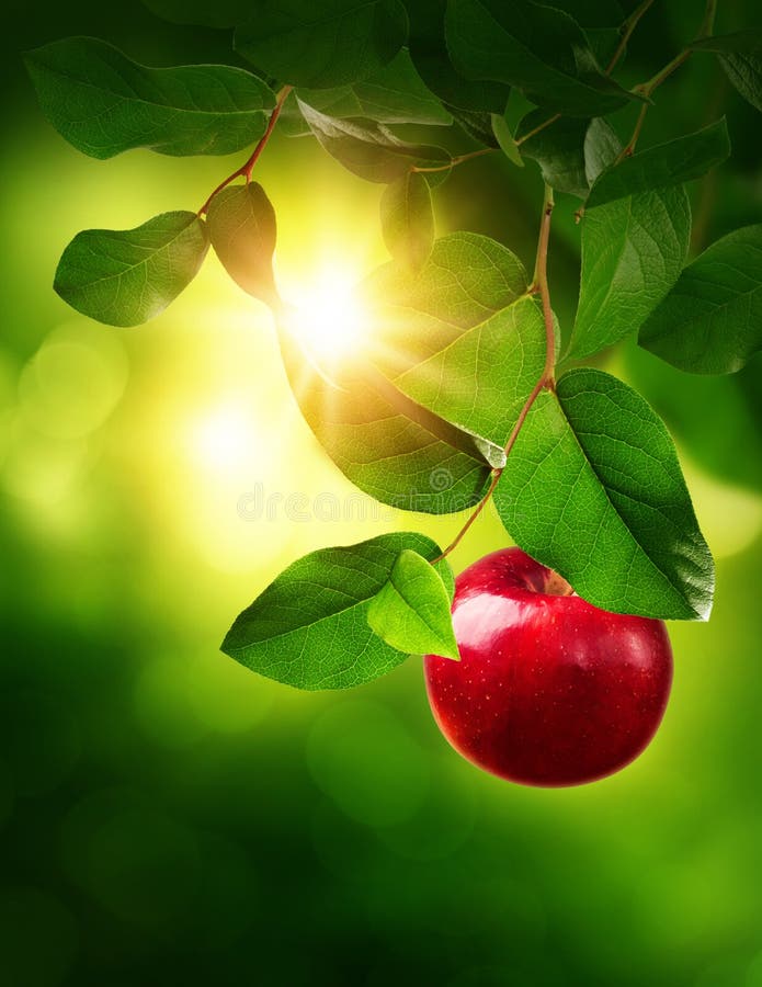 apple orchard wallpaper