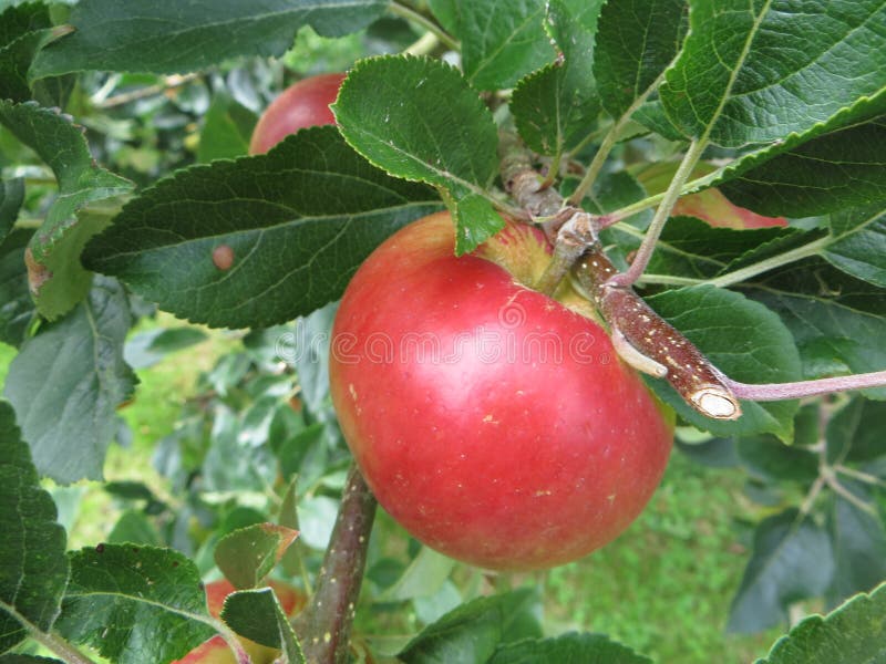 Red apple stock image. Image of light, brown, green, plant 58429097